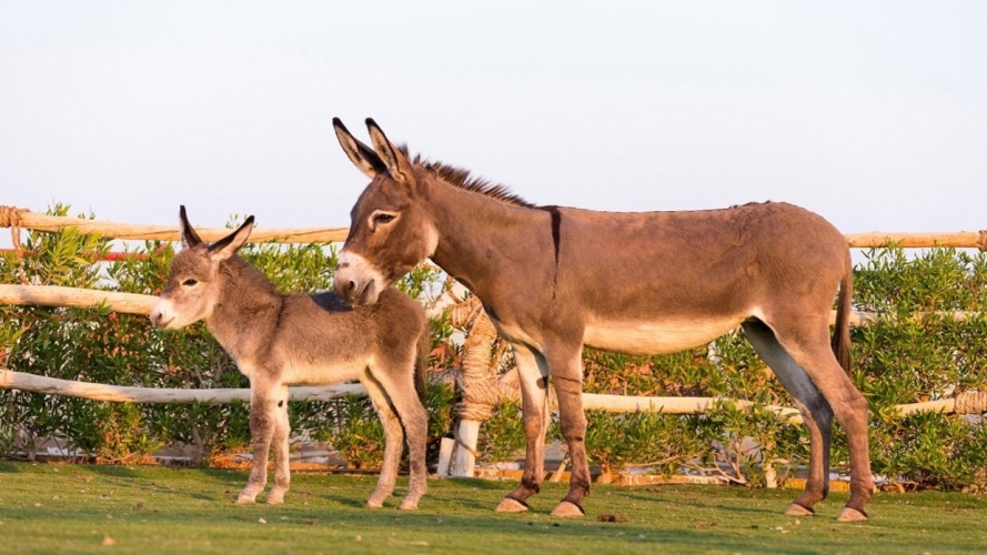 لحوم الحمير في مطاعم مصر.. ومصريون يعلقون: 