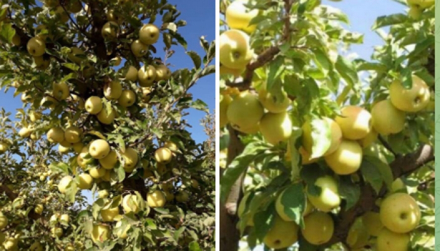 بعد 3 أشهر من الانتظار تسعيرة التفاح النهائية تصدم الفلاحين