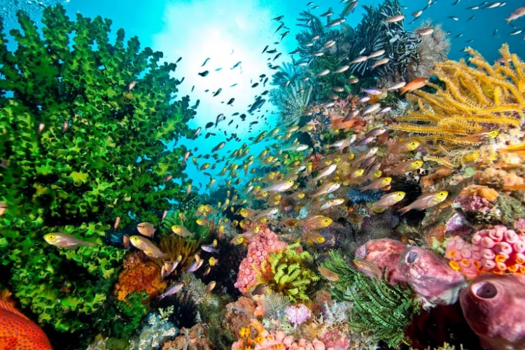 بحث حديث: التغير المناخي يشكل الخطر الأكبر لانقراض الحياة على الأرض