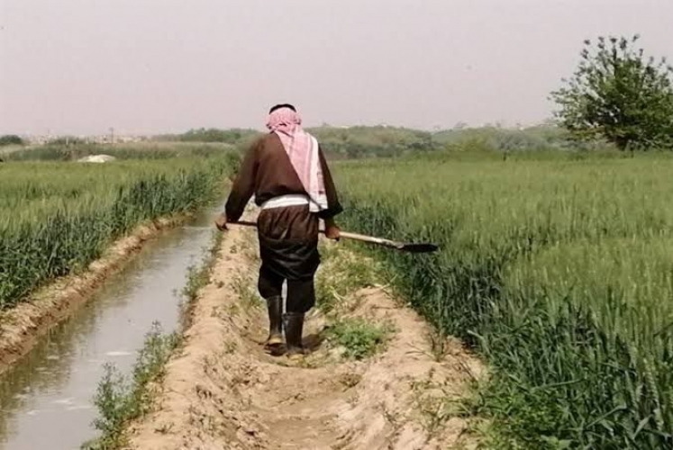 الزراعة تطلق مشروع “القرض الحسن” لدعم زراعة القمح في سوريا