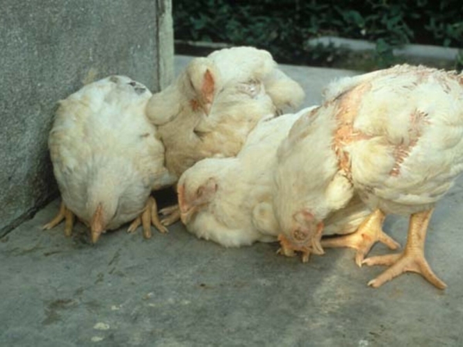 تحذير صحي: تسجيل إصابات بطاعون الدجاج ووزارة الصحة توصي بإجراءات وقائية