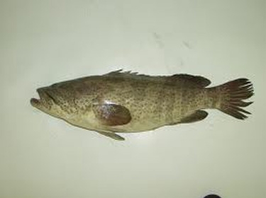 فندق بالإمارات لا يقدم الأسماك لحمايتها من الانقراض