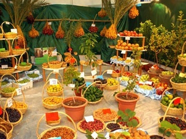 النباتات الطبية والعطرية باللاذقية مشروع اقتصادي بيئي يوفر فرص عمل