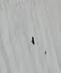 شاهد دبّ صغير يعطي درسا للملايين بالصمود