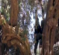 شاهد ..أكبر شجرة زيتون في العالم في فلسطين المحتلة 