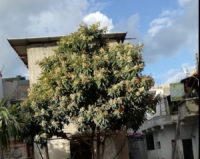  الإكي دنيا تخالف ناموس الطبيعة 