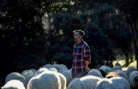 توظيف 500 خروف في حدائق مدريد لتلافي الحرائق بطريقة طبيعية