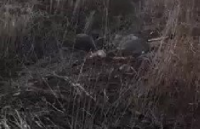  عشرات الارهابيين القتلى من مخلفات جبهة النصرة الارهابية - فيديو +18