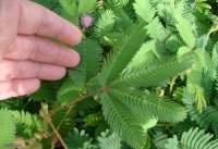 اليابان تلجأ إلى فقاعات الصابون لتلقيح النباتات بدلا من النحل