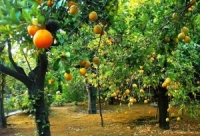     مشكلة الحمضيات تتلاشى...      للتصدير وللتصنيع وأسعار في متناول الجميع! 