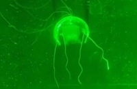 الصين تطور روبوت 