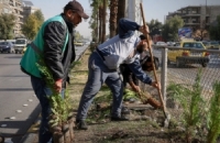 محافظة دمشق تطلق حملة لزراعة 10 آلاف شجرة مثمرة وزينة وحراجية في منطقة المزة